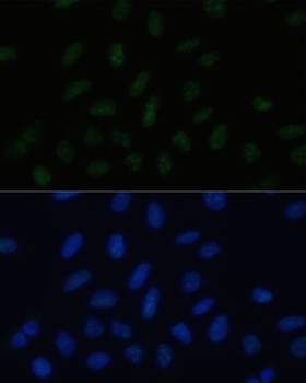 PELP1 Antibody
