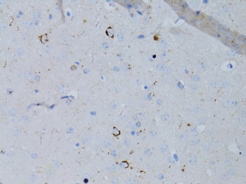 NPY Antibody
