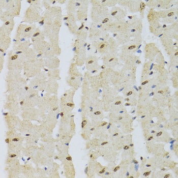 DNMT3A Antibody