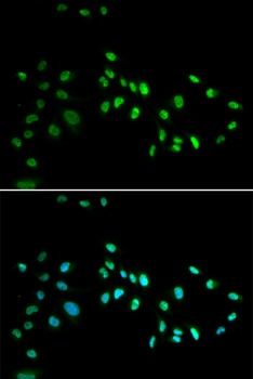 DNMT3A Antibody