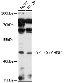 YKL-40 / CHI3L1 Antibody