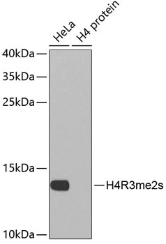 H4R3me2S Antibody