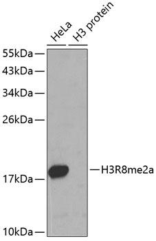 Asymmetric DiMethyl-Histone H3-R8 pAb