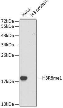 MonoMethyl-Histone H3-R8 pAb