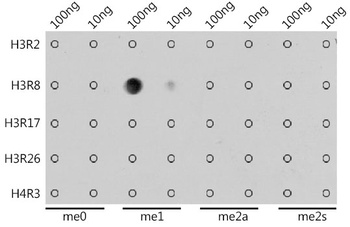 H3R8me1 Antibody