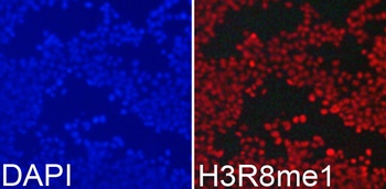 MonoMethyl-Histone H3-R8 pAb
