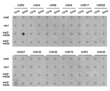 H3R2me2a Antibody