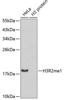 MonoMethyl-Histone H3-R2 pAb