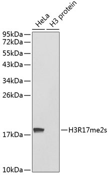 Symmetric DiMethyl-Histone H3-R17 pAb