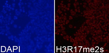 Symmetric DiMethyl-Histone H3-R17 pAb
