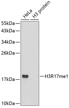 H3R17me1 Antibody
