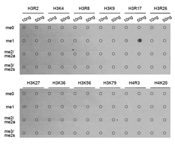 H3R17me1 Antibody