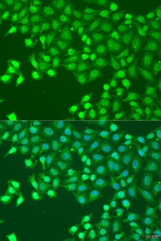 HLF Antibody