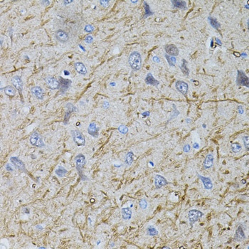 SLC32A1 Antibody