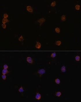 SLC32A1 Antibody