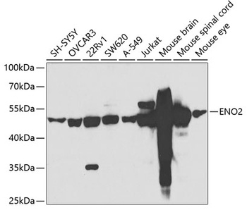 ENO2 Antibody