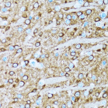 ENO2 Antibody
