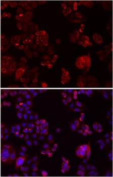 NOTCH3 Antibody