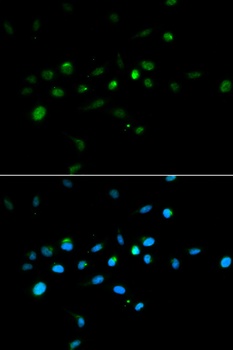 TRIM63 Antibody