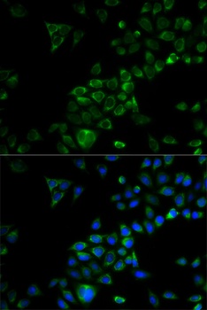 TRAF3 Antibody