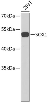 SOX1 Antibody