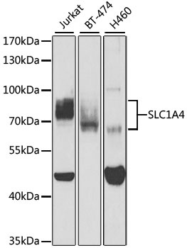 SLC1A4 Antibody