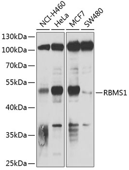 RBMS1 Antibody