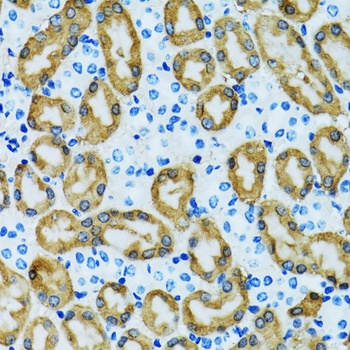 PRDX3 Antibody