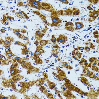 PRDX3 Antibody