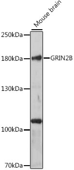 GRIN2B Antibody