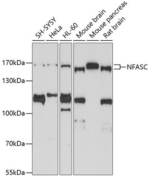 NFASC Antibody