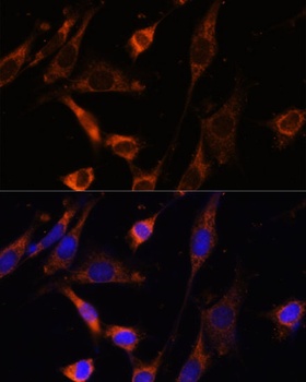 CKMT1B Antibody