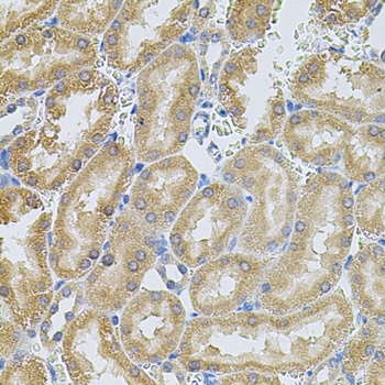 MMP10 Antibody