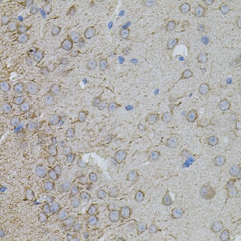 MMP10 Antibody