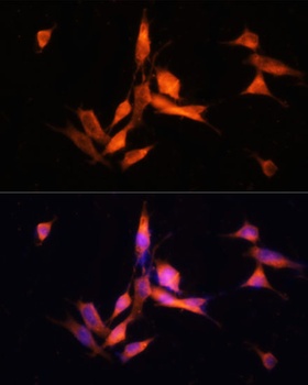 MMP10 Antibody