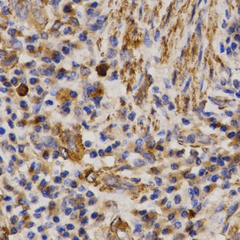 MMP25 Antibody