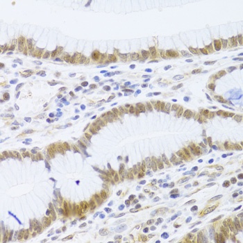 MCM4 Antibody