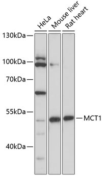 SLC16A1 Antibody
