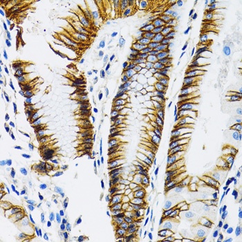 SLC16A1 Antibody