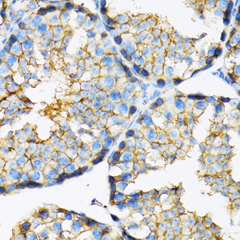 MCT1 Antibody