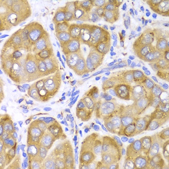 LRPAP1 Antibody