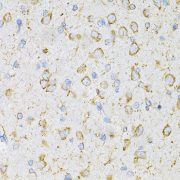 LRPAP1 Antibody