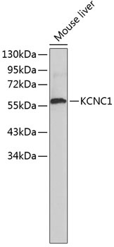 KCNC1 Antibody