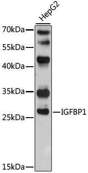 IGFBP1 Antibody