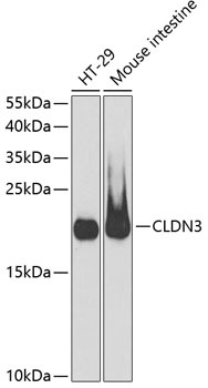 CLDN3 Antibody