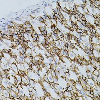 CLDN3 Antibody