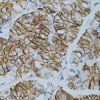 CLDN3 Antibody