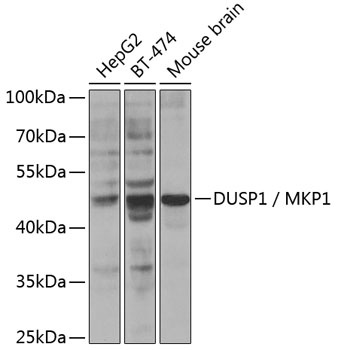 DUSP1 Antibody