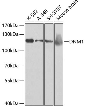 DNM1 Antibody