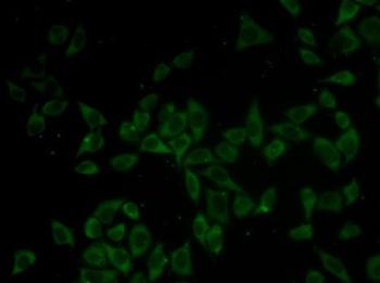 DNM1 Antibody